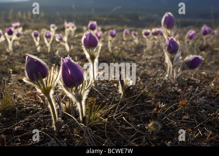 Blühende Pulsatilla, auch nördlichen Crocus, Prairie Crocus, Prairie Rauch, Kuhschelle (Anemone Patens), Gegenlicht, Yukon Terri Stockfoto