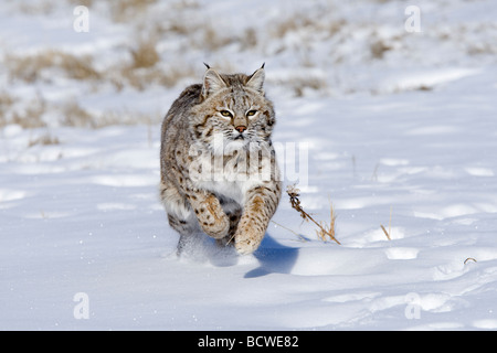 Rotluchs (Lynx Rufus) läuft in einem überdachten Schneefeld Stockfoto