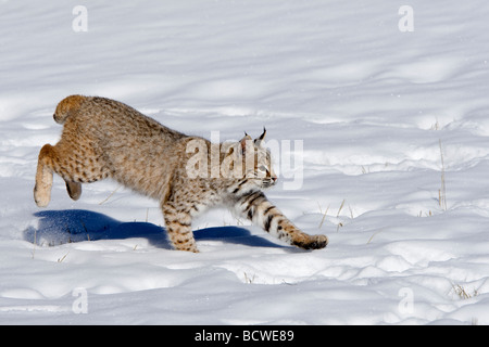 Rotluchs (Lynx Rufus) läuft in einem überdachten Schneefeld Stockfoto