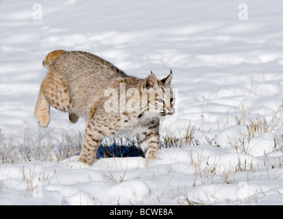 Rotluchs (Lynx Rufus) läuft in einem überdachten Schneefeld Stockfoto