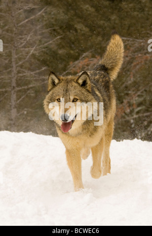 Grauer Wolf (Canis Lupus) Wandern im Schnee bedeckt Feld Stockfoto