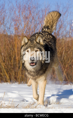 Grauer Wolf (Canis Lupus) Wandern im Schnee bedeckt Feld Stockfoto