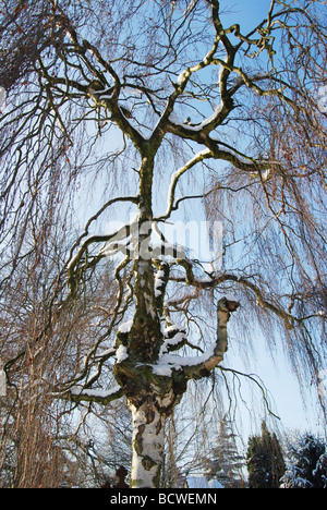 Detail der einzelnen Birke gegen klar blauer Himmel Stockfoto