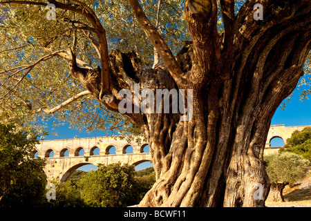 Alte Olivenbäume und römische Aquädukt - Pont du Gard bei Vers-Pont-du-Gard, Occitanie, Frankreich Stockfoto