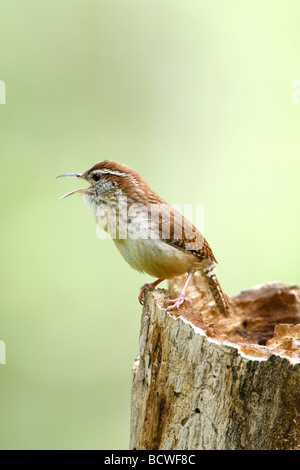 Singende Carolina Wren - vertikal Stockfoto