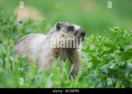 Hoary Marmot Marmota Caligata Erwachsenen Essen Logan Pass Glacier Nationalpark Montana USA Juli 2007 Stockfoto