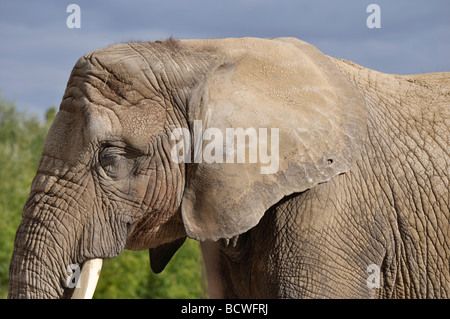 Afrikanischer Elefant Stockfoto