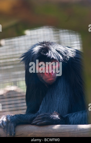 rot konfrontiert Klammeraffe (Ateles Paniscus) Stockfoto