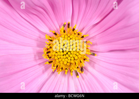 Pink Garden Cosmos (Cosmos Bipinnatus), detail Stockfoto