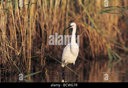 Kleiner Reiher Egretta Garzetta Erwachsenen Fischen griechischen Insel Samos Griechenland Mai 2000 Stockfoto
