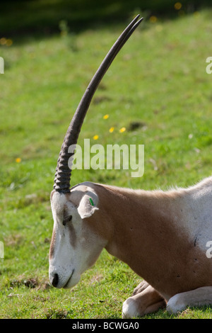 Scimitat gehörnte oryx Stockfoto