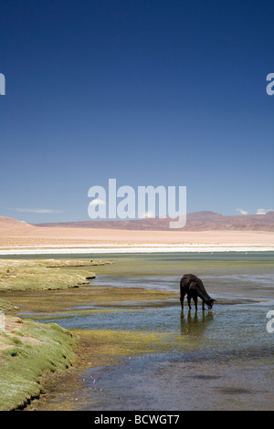 Die herrlichen Farben der Reserva Nacional Los Flamencos (The Flamingos National Park), Salar Tara, Atacamawüste, Chile Stockfoto