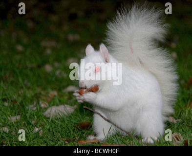 ein Albino graue Eichhörnchen Sciurus Carolinensis essen zwei Haselnüsse Stockfoto