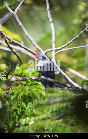 Seychellen blaue Taube Alectroenas Pulcherrima thront im Baum am Vallée de Mai, Praslin, Seychellen im Mai. Stockfoto