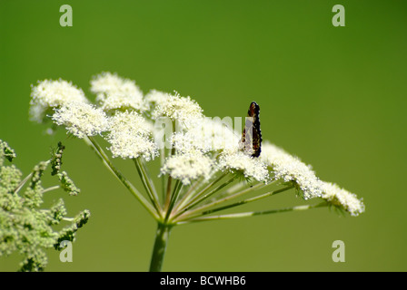 Schmetterling Sitzgelegenheiten auf Poison Schierling (Conium Maculatum). Makroaufnahme. Stockfoto