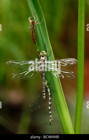 Südlichen Hawker oder blaue Darner (Aeshna Cyanea), frisch geschlüpften Larven Hautkontakt Stockfoto