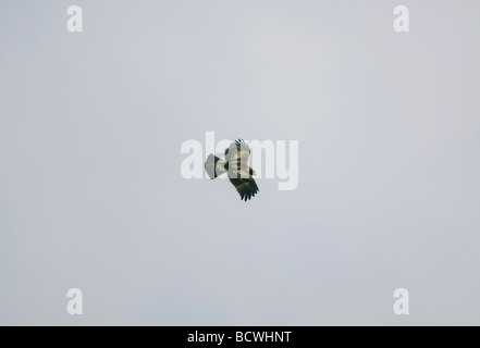 Adler Hieraaelus Penaten auf Herbstzug über Tarifa nach Afrika gestartet Stockfoto