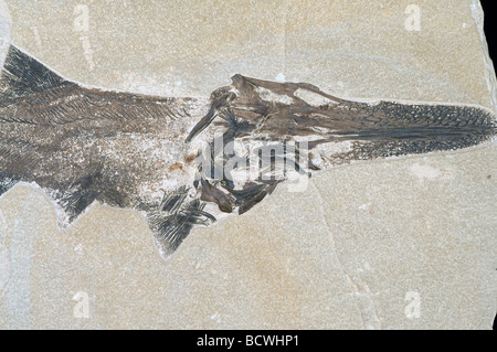 Fossile Paddlefish Crossopholis magnicaudatus Green River Formation in Wyoming USA, von Dominique Braud Stockfoto