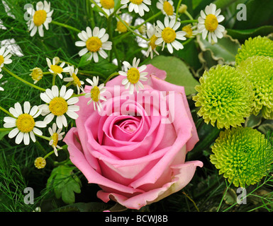 Bouquet mit Gerbera (Gerbera), Rosen (Rosa) und Oxeye Margeriten (Leucanthemum Vulgare) Stockfoto