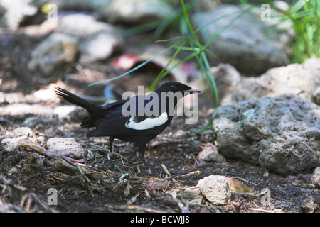 Seychellen Magpie Robin Copsychus Sechellarum Erwachsenen Futter für Beute im Cousine Island, Seychelles im Mai gestört. Stockfoto