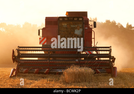 Case International 1660 Mähdrescher - Ernte von Getreide und Staubbelastung, Sud-Touraine, Frankreich. Stockfoto