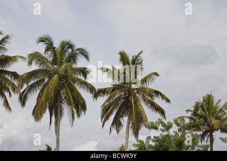 Alleppey Backwaters, Kerala Indien Stockfoto