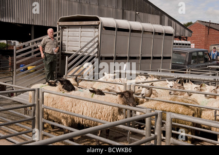 Landwirt entladen Schafe / Mutterschafe aus Rückseite Vieh Anhänger bei Schafen Auktion Viehmarkt Stockfoto