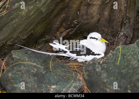 White-tailed Tropicbird Phaethon Lepturus Erwachsener, brüten am Brutplatz auf Bird Island, Seychellen im Mai. Stockfoto