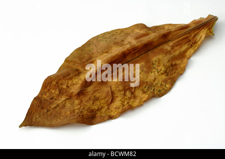 Gemeinsamen Tabak, Tabak (Nicotiana Tabacum), getrocknete Blätter, Studio Bild Stockfoto