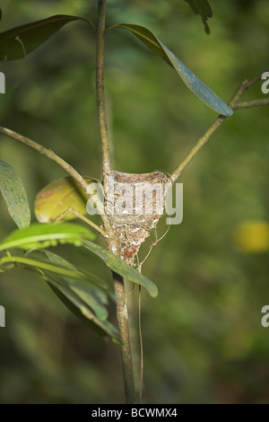 Seychelles Paradise Flycatcher unter Corvina Nest im Zweig Gabel Veuve Reserve, La Digue, Seychellen im Mai. Stockfoto