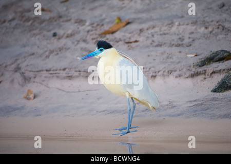 Heron Pilherodius Pileatus Brasilien begrenzt Stockfoto