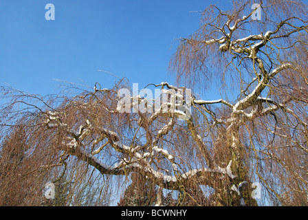 Detail der einzelnen Birke gegen klar blauer Himmel Stockfoto