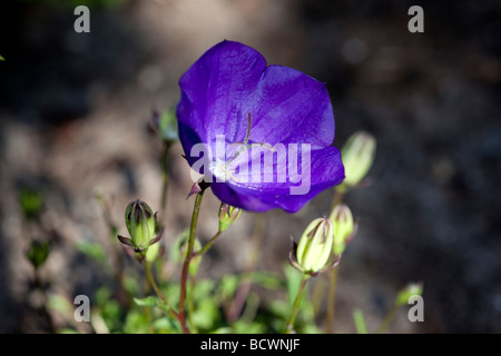 'Blaue Clips, Blaue Clips' Karpaten harebell, Karpaterklocka (Campanula carpatica) Stockfoto