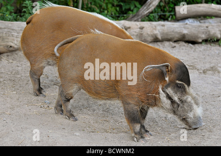 Red River Hog (Potamochoerus Porcus), afrikanische Buschschwein Stockfoto