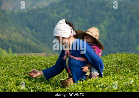 Frau Tee Picker mit Kleinkind auf Rücken, während Tee Guangxi China Kommissionierung Stockfoto