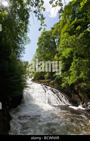 Schlucken Sie Falls Wasserfall Wasserfälle Fluss Llugwy im Juli Sommersonnenschein Betws-y-Coed Conwy North Wales Cymru UK Großbritannien Stockfoto