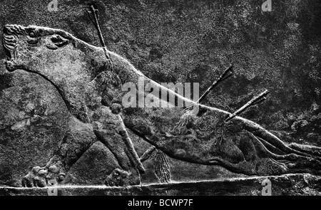 Dieses Alabaster Relief zeigt eine sterbende Löwin ist von Norden Palast des Königs Ashurbanipal und geht bis etwa 650 v. Chr. Stockfoto