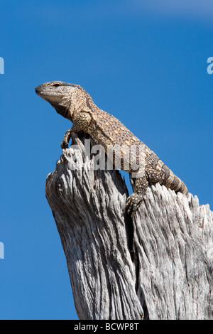 Felsenwaran Varanus Albigularis Etosha Nationalpark Namibia Afrika Stockfoto