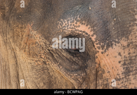 Auge der asiatische Elefant (Elephas Maximus) Stockfoto