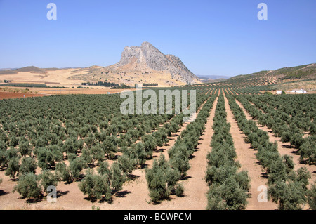 Oliven-Plantagen in der Nähe von Antequera, Provinz Malaga, Andalusien, Spanien Stockfoto