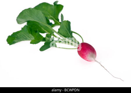 Radieschen auf weißem Hintergrund Stockfoto