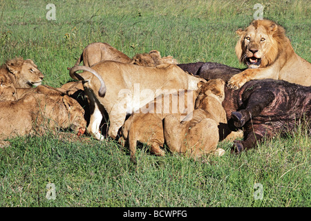 Löwe stolz Fütterung auf Büffel töten Masai Mara National Reserve Kenia in Ostafrika Stockfoto