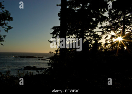 Sonne durch verdrehte Fichte robuste Ocean Wind geätzt Westküste Shoreline Hetinkis Park auf Wild Pacific Trail Stockfoto