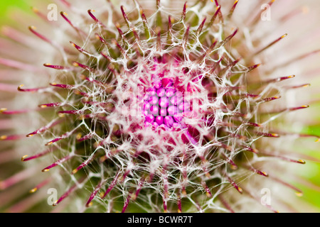 Angehende Klette Blume Stockfoto