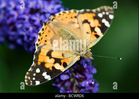 Vanessa cardui. Painted Lady butterfly Fütterung auf buddleja in einem englischen Garten Stockfoto