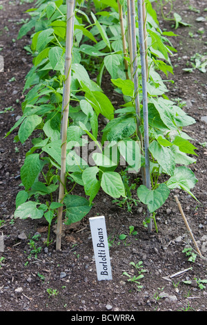 Borlotti Beans auf Stöcke wachsen Stockfoto