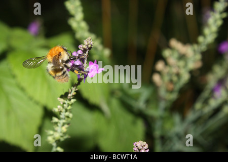 Eine Biene, die ernähren sich von Nektar aus einer Blume Sommerflieder Stockfoto