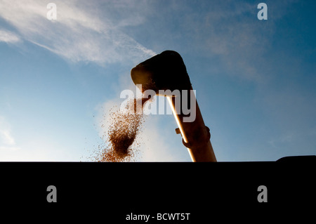 Korn der Entlassung aus dem Mähdrescher in Anhänger - Frankreich. Stockfoto
