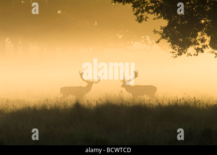 Damhirsch, Dama Dama, zwei Bock, die in Nebel unter der frühen Morgensonne kämpfen, UK Oktober Stockfoto