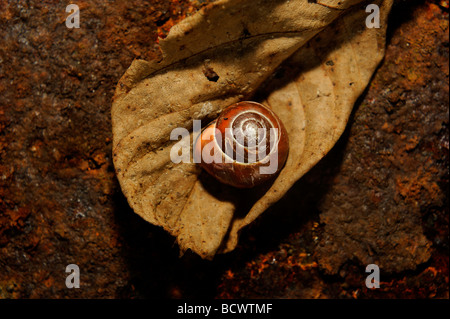 Schnecke auf Blatt- und rostigem Eisenplatte hautnah Stockfoto